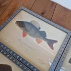 4 Vintage Ikea Vissen Lithografie In Mooie Lijsten. thumbnail 6