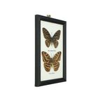 Ingelijste Aziatische Vlinders Taxidermie Opgezet Insect Display 2 Stuks thumbnail 8