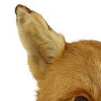 Mooie Opgezette Vos Op Eiken Plank Vulpes Vulpes Vintage Taxidermie thumbnail 10