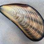 Vintage Xl Mossel Schelp – Kunststof Schaal thumbnail 4
