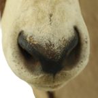 Prachtige Vintage Opgezette Oryx Antilope Gemsbok Taxidermie thumbnail 9
