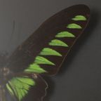 Ingelijste Vlinders Xl Trogonoptera Brookiana Birdwing Taxidermie thumbnail 13