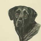 Kleuren Litho’s Boris Riab Jachthond Gesigneerd Kunst Paris thumbnail 8