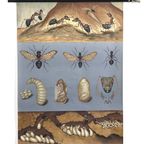Jung Koch Quentell ‘Waldameise’ 59379 thumbnail 2