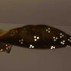 Zeldzame Mid-century "leaf" Luster Van Angelo Lelii Voor Arredoluce, 1970 thumbnail 7
