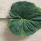 Zijden Bladeren Silk-ka Alocasia thumbnail 2