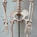 Anatomisch Model Skelet 84 Cm Hoog, 1980’S thumbnail 4